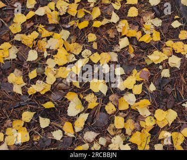 Goldene Birkenblätter fallen auf den Boden Stockfoto