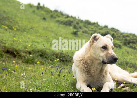 Der Hund eines anatolischen Hirten steht auf dem Feld. Schäferhund sorgt für die Sicherheit der Herde Stockfoto