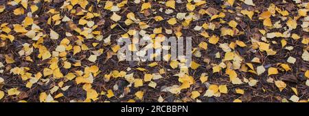 Goldene Birkenblätter auf Waldboden Stockfoto