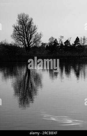 Ein alter Baum, der sich auf dem Pfaffikon-See spiegelt Stockfoto