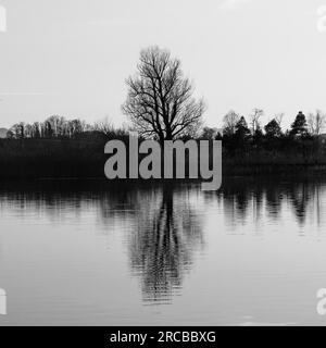 Ein alter Baum, der sich auf dem Pfaffikon-See spiegelt Stockfoto