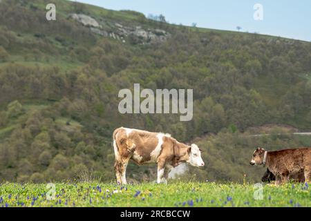 Grasende Kühe unter dem blauen Himmel, braunes Kalb, das grünes Gras isst. Hochwertiges Foto Stockfoto