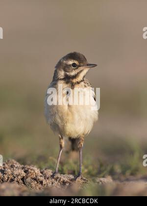 Grauer weißer Schwanz ( (Motacilla alba) steht. Vorderansicht. Nach rechts schauen Stockfoto