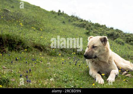 Der Hund eines anatolischen Hirten steht auf dem Feld. Schäferhund sorgt für die Sicherheit der Herde Stockfoto