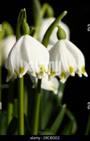 - Marigold Spring Schneeflocke (Leucojum vernum) Stockfoto