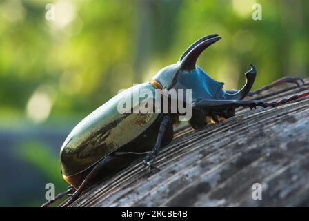 Rhinoceros Beetle, Tangkoko Nature Reserve, Sulawesi (Oryctes), lateral, Indonesien Stockfoto