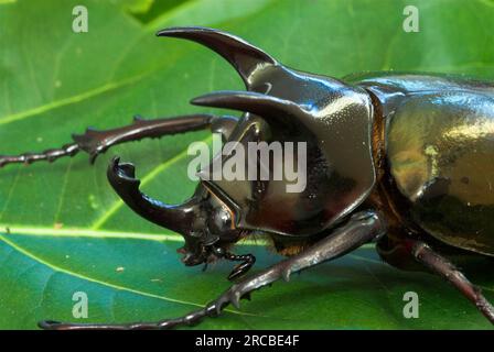 Rhinoceros Beetle, Tangkoko Nature Reserve, Sulawesi (Oryctes), Indonesien Stockfoto