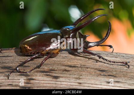 Rhinoceros Beetle, Tangkoko Nature Reserve, Sulawesi (Oryctes), lateral, Indonesien Stockfoto