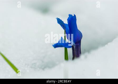 Spring Gentian (Gentiana verna), Ecrins-Nationalpark, Haute Dauphine, Frankreich Stockfoto