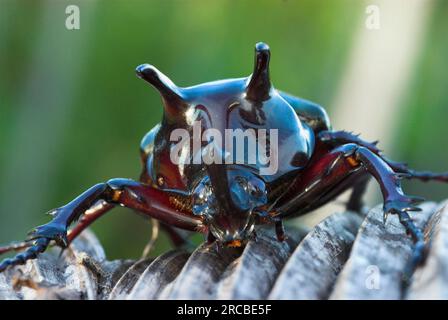 Rhinoceros Beetle, Tangkoko Nature Reserve, Sulawesi (Oryctes), Indonesien Stockfoto