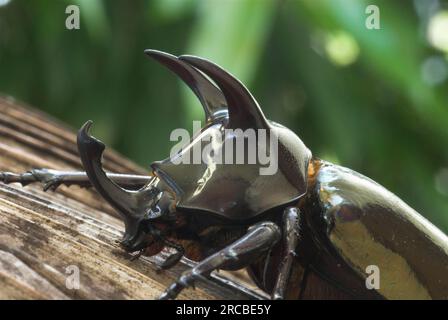 Rhinoceros Beetle, Tangkoko Nature Reserve, Sulawesi (Oryctes), Indonesien Stockfoto