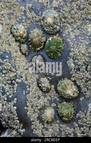 Common (Patella vulgata) European Lmpets, Northumberland National Park, England Stockfoto