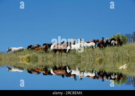 Andalusisch, Herde Stockfoto