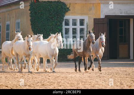 Kladruber, Herde, Kladrubber, Schimmel Stockfoto