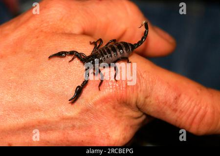 Kaiserskorpion (Pandinus Imperator) auf der Hand, Kaiserskorpion Stockfoto