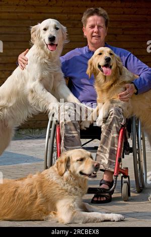 Rollstuhlfahrer und Golden Retriever, behinderter Begleithund Stockfoto