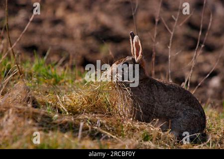 Europäisches Kaninchen (Oryctolagus cuniculus) Rheinland-Pfalz, Deutschland Stockfoto