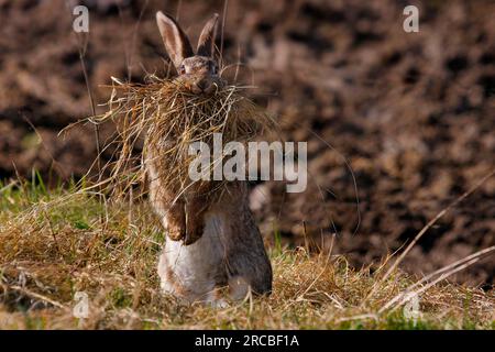 Europäisches Kaninchen (Oryctolagus cuniculus) Rheinland-Pfalz, Deutschland Stockfoto