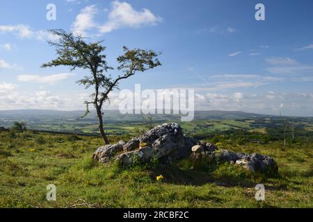 Clints und Grikes auf dem Hutton Roof Carboniferous Kalksteinpflaster. Stockfoto