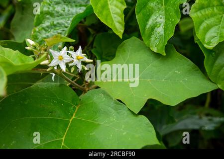 Nahaufnahme einer Blütenpflanze. Regnerischer und nasser Tag. Maragogipe, Bahia. Stockfoto