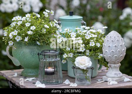 Sommergartendekoration mit weißer Rose im Glas, Bergsandmaische in Töpfen und Tischlaterne Stockfoto