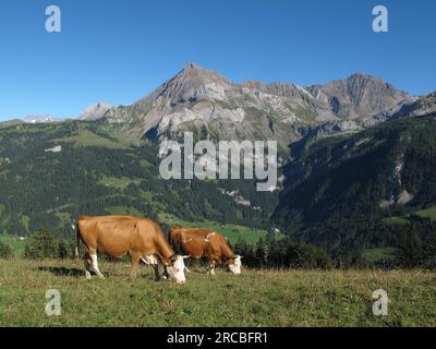 Simmentalkühe grasen in Gsteig bei Gstaad und Bergen Stockfoto