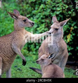 Graue Riesenkängurus mit jungen, australischen Stockfoto