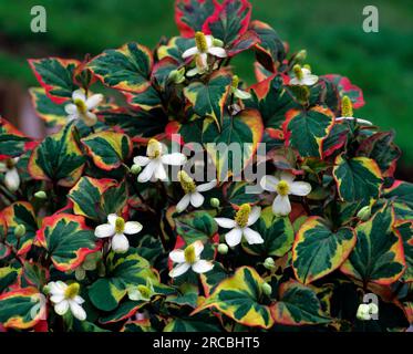 Eidechsenschwanz (Houttuynia cordata) Chamäleon-Pflanze, Familie der Eidechsenschwanz (Saururaceae) Stockfoto