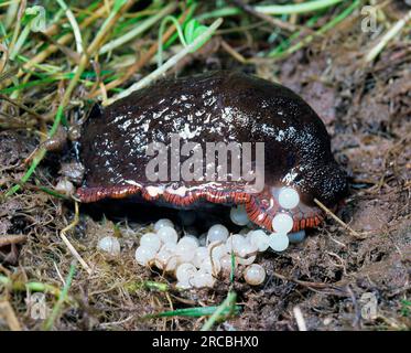 Rote Schnecke (Arion rufus), Eierlegen Stockfoto