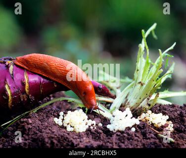 Rote Schnecke (Arion rufus) und Kupplungen Stockfoto