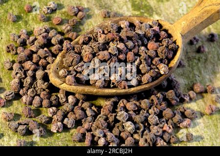 Schisandra, Beere, Chinesische Spaltbeere, Obst mit fünf Geschmacksrichtungen, Obst mit fünf Geschmacksrichtungen, Schisandra chinensis (Schisandra chinensis), Chinesische Beere Stockfoto