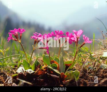 (Primula spectabilis), prächtige Primrose, prächtige Primrose Stockfoto