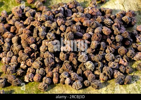 Schisandra, Beere, Chinesische Spaltbeere, Obst mit fünf Geschmacksrichtungen, Obst mit fünf Geschmacksrichtungen, Schisandra chinensis (Schisandra chinensis), Chinesische Beere Stockfoto