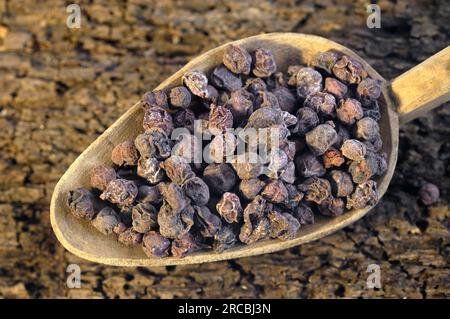 Schisandra, Beere, Chinesische Spaltbeere, Obst mit fünf Geschmacksrichtungen, Obst mit fünf Geschmacksrichtungen, Schisandra chinensis (Schisandra chinensis), Chinesische Beere Stockfoto