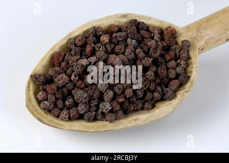 Schisandra, Beere, Chinesische Spaltbeere, Obst mit fünf Geschmacksrichtungen, Obst mit fünf Geschmacksrichtungen, Schisandra chinensis (Schisandra chinensis), Chinesische Beere Stockfoto