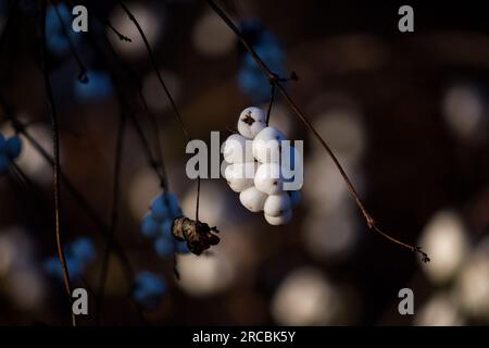 Weiße Beeren aus dem Schneebeerbusch - Gemeine Schneeblume, Symphoricarpos albus - im Winter. Städtischer Landschaftsbau Stockfoto