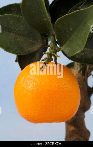 Mandarinenorange (Citrus reticulata) am Baum Stockfoto