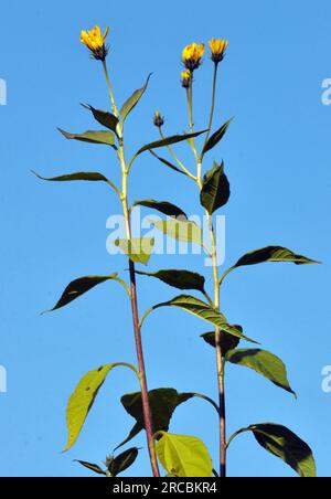 Die Jerusalem-Artischocke (Helianthus tuberosus) wächst auf offenem Boden im Garten Stockfoto