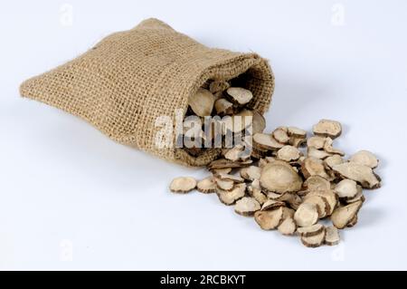 Rote Pfirsichwurzel (Paeoniae Radix Rubra), ausgeschnitten, Gegenstand Stockfoto