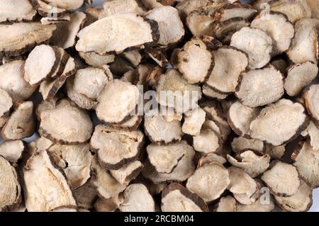 Rote Pfirsichwurzel (Paeoniae radix Rubra) Stockfoto