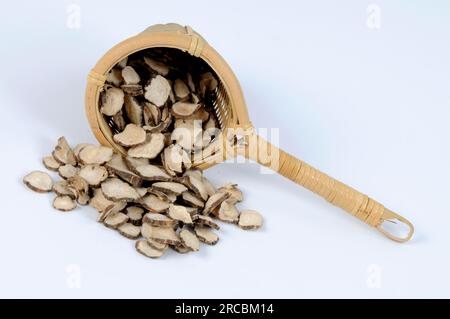 Rote Pfirsichwurzel (Paeoniae Radix Rubra), ausgeschnitten, Gegenstand Stockfoto