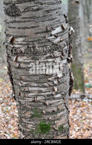 Alter süßer Kirschbaum (Prunus avium) mit Stamm und Rinde Stockfoto