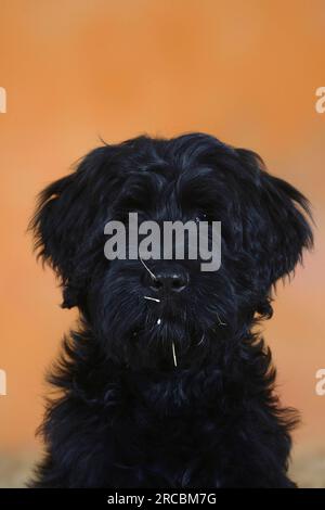 Briard, Welpe, 14 Wochen, Berger de Brie Stockfoto