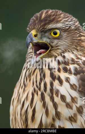 Nördlichen Habicht (Accipiter Gentilis), juvenile Stockfoto