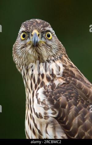 Nördlichen Habicht (Accipiter Gentilis), juvenile Stockfoto