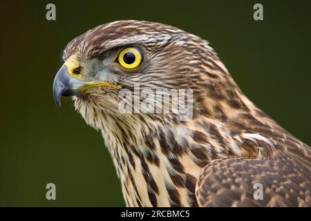 Nördlichen Habicht (Accipiter Gentilis), juvenile Stockfoto