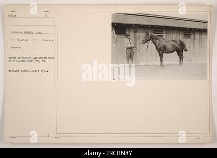 USA Soldaten in Camp Lee, VA, stehen neben einem schweren Kavalleriepferd. Dieses Foto zeigt die verschiedenen Arten von Pferden und Maultieren, die in den USA verwendet werden Armee im Ersten Weltkrieg. Das Bild wurde am 8. Juli 1919 vom Fotografen S.C. Warmer aufgenommen. Foto Nummer 60605. Stockfoto
