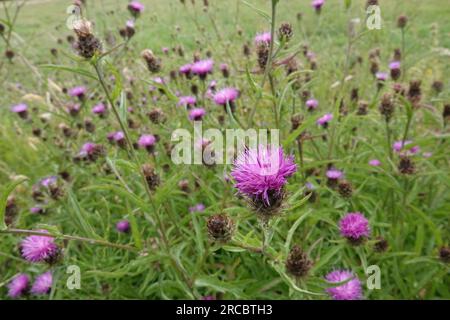 Natürliche Nahaufnahme der violetten Blüten der Knapweenwildblume Centaurea jacea Stockfoto