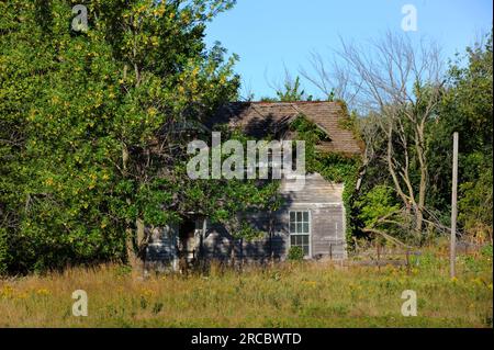 Das verlassene Bauernhaus wird langsam von Vegetation überwuchert. Zweistöckiges Haus aus Holz mit verblasster weißer Farbe. Stockfoto