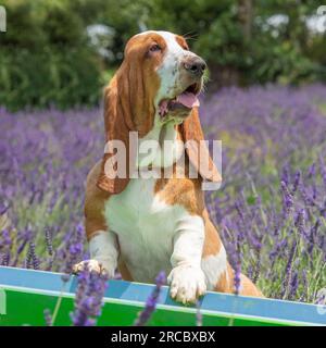 Basset-Hund. Der Hund sitzt in Lavendel Stockfoto